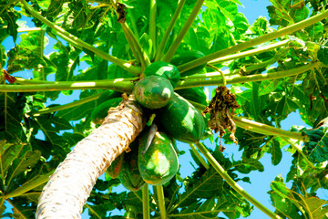 Papaya Fruit on the Tree