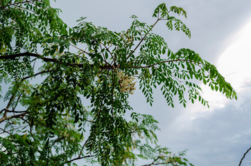 Fototapeta premium Tree Branch On Background Of Sky