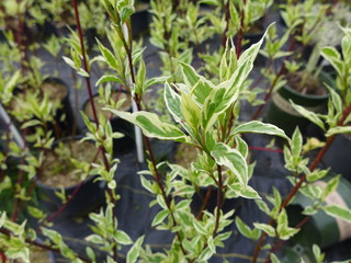 Variegated Red Osier Dogwood at Plant Nursery