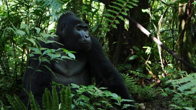Silverback mountain gorilla, Bwindi, Uganda
