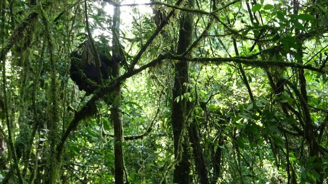 Mountain gorilla climbing with baby, Bwindi, Uganda