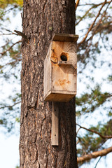 Birdhouse on a pine in the forest
