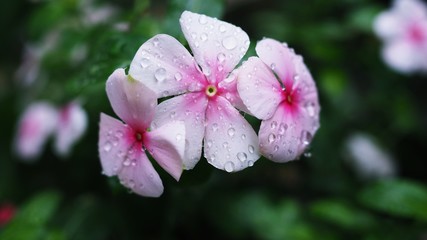Rose Periwinkle after rain. a summer flower is a genus of flowering plants