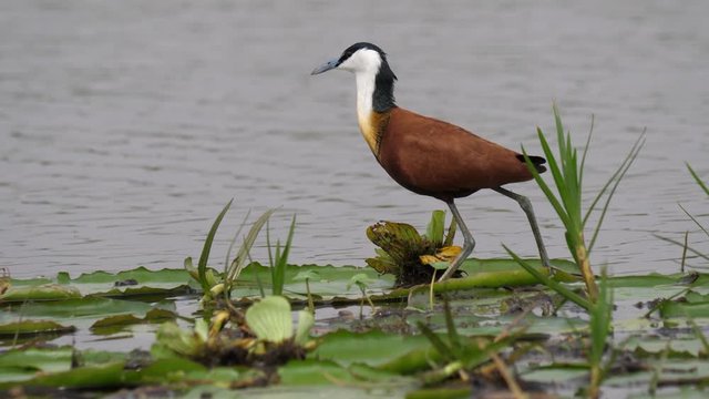 African jacana - Actophilornis africanus