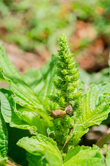 Brown Stink Bug On Amaranth 
