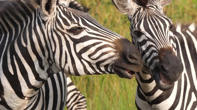 Zebras chatting or laughing