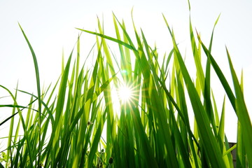 Green grass and white sunshine, look refreshing