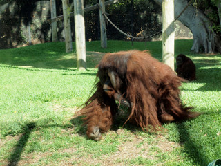 Fototapeta premium Rusti the Orangutan walking around at the Honolulu Zoo