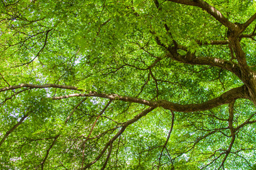 Large tree with many branches and green leaves