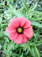 flower in the garden