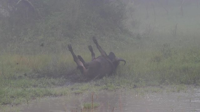 African buffalo - Syncerus caffer caffer