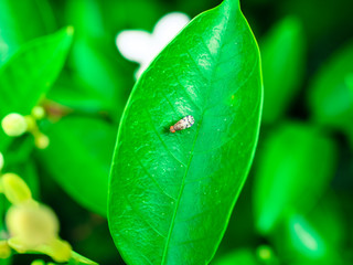 Green leaf texture background with insects