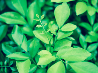 Obraz premium Beautiful green leaf texture background