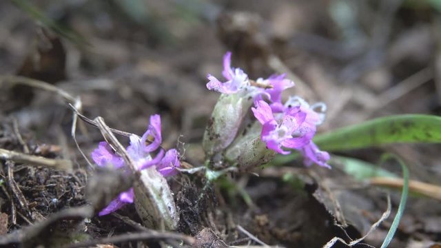 Gentian in the Northern pale phenotype on the edge of the range, lake Ladoga, Russia