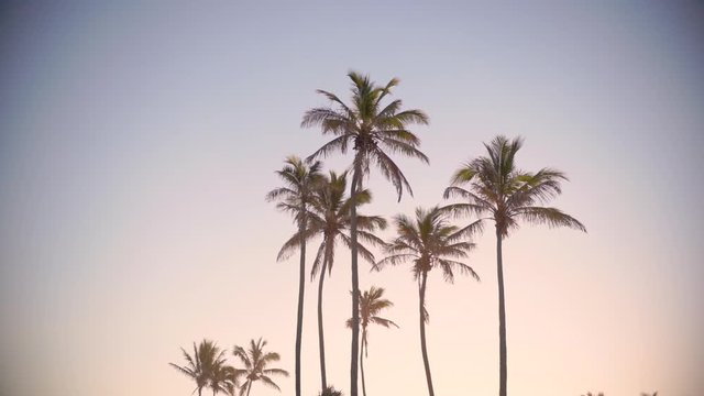 slow motion palm tree against sky tropical resort sunset beach summer vacation palm trees