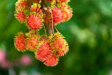 Rambutan ripe on the branches of rambutan trees