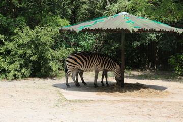 Fototapeta na wymiar Zebras hide in the shade from the hot sun
