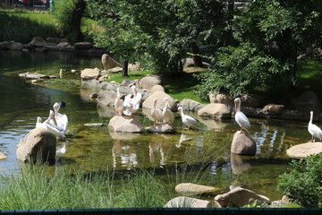 Pelicans rest on a pond in a zoo
