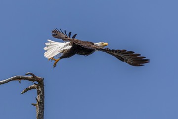 bird on branch