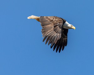 american bald eagle in flight