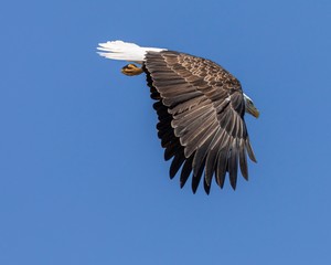 bald eagle in flight