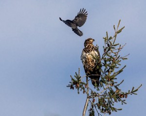 osprey in flight