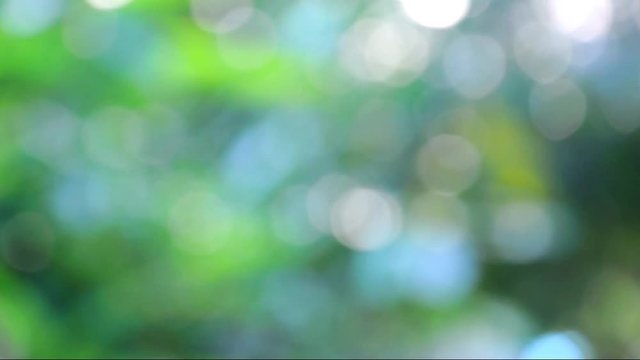  Abstrack Bokeh nature view of Green leaf in garden at winter under sunlight. Natural green using as a background or wallpaper.