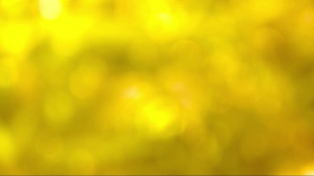  Abstrack Bokeh nature view of Golden yellow leaf in garden at winter under sunlight. Natural Golden yellow using as a background or wallpaper.