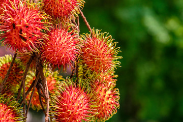 Great close-up of ripe rambutan fruits (Nephelium lappaceum) hanging on a tree