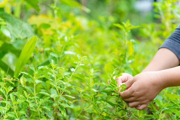 Collecting basil leaves by hand