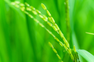 Ear of rice and this is thai jasmine rice on Surin province.