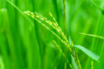 Ear of rice and this is thai jasmine rice on Surin province.