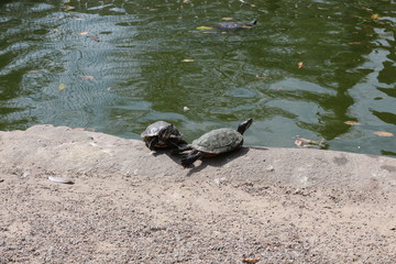 Fototapeta premium Turtles bask in the sun with their legs extended.