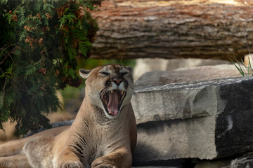 The cougar (Puma concolor) known as puma, mountain lion, red tiger and catamount. Is an big  predator with a wide variety of prey. Fatal attacks on humans are rare, recently been increasing in US
