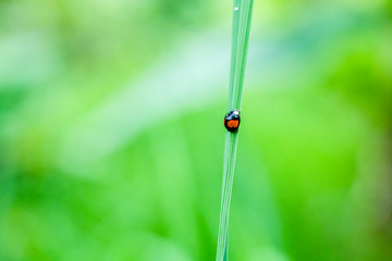 ladybug on blade of grass