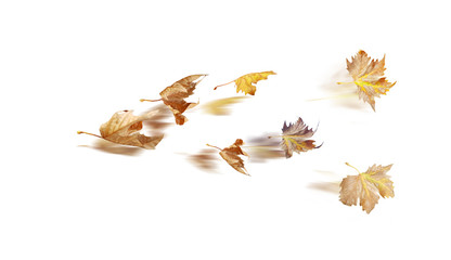 leaf of plane tree wind  isolated for  autumn  background