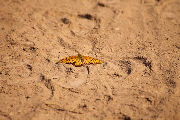 Butterfly