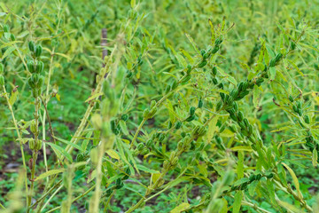 Full-fig sesame seeds and harvesting products