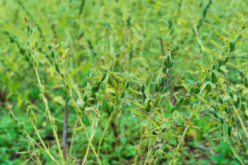 Full-fig sesame seeds and harvesting products