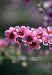 Obraz premium Piękne australijskie różowe drzewo herbaciane, Leptospermum scoparium, rodzina Myrtaceae. Endemiczny dla południowo-wschodniej Australii w Nowej Południowej Walii, Wiktorii i Tasmanii.
