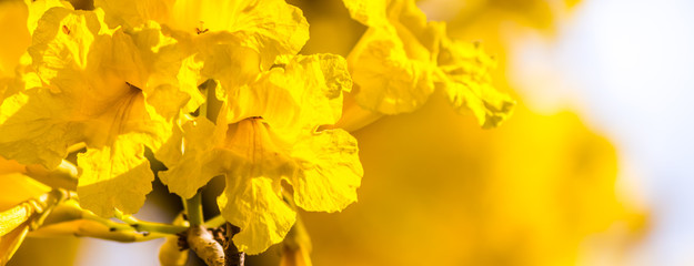 Close up Paraguayan silver trumpet tree in flower garden on summer.