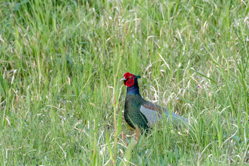 草むらの雄キジ
