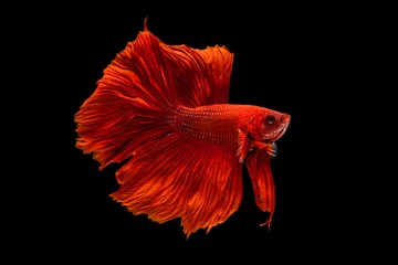 Poster Het ontroerende moment mooi van rode siamese betta vis of fancy betta splendens vechten vis in thailand op zwarte achtergrond. Thailand noemde Pla-kad of halve maan bijtende vis. © Soonthorn