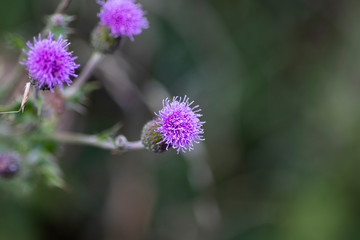 Silybum Marianum, Milk Thistle flower head, native of Southern Europe through to Asia, with shallow depth of field