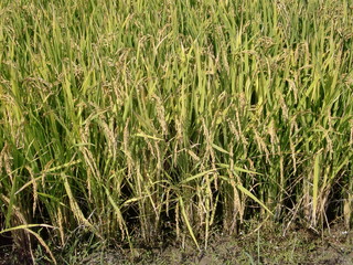 稲穂