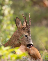Deer lying and resting in nature photographed from the side