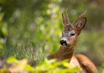 Wild Deer lying and resting in the outdoors