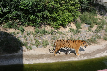 Obraz na płótnie Canvas Tiger crawls ashore after swimming on a hot sunny day