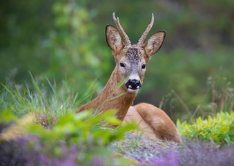 Wild Deer lying and resting in the beautiful