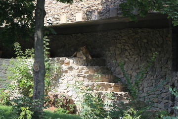 Lions hide from the heat in a shelter